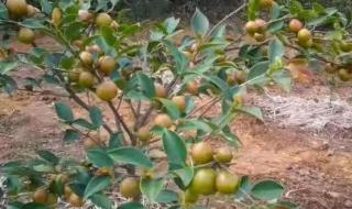 浙江大果红花油茶苗多少钱一株 油茶苗多少钱一株